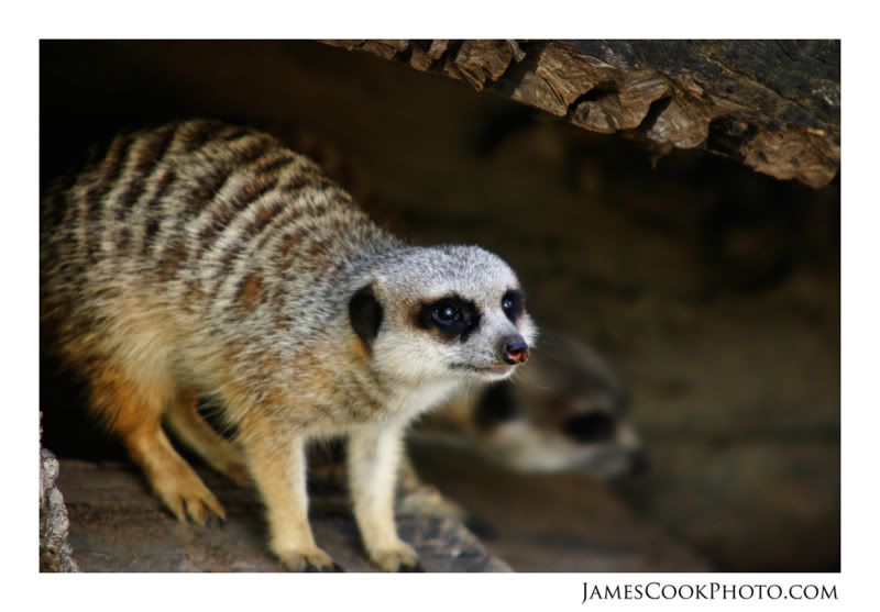 IMAGE: http://i139.photobucket.com/albums/q292/Capt_Jimmy/Wildlife/WILD_003web2.jpg