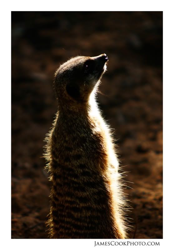 IMAGE: http://i139.photobucket.com/albums/q292/Capt_Jimmy/Wildlife/WILD_004web2.jpg