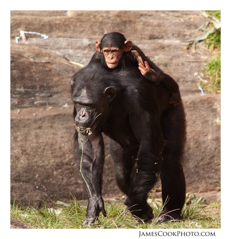 IMAGE: http://i139.photobucket.com/albums/q292/Capt_Jimmy/Wildlife/WILD_006web2.jpg