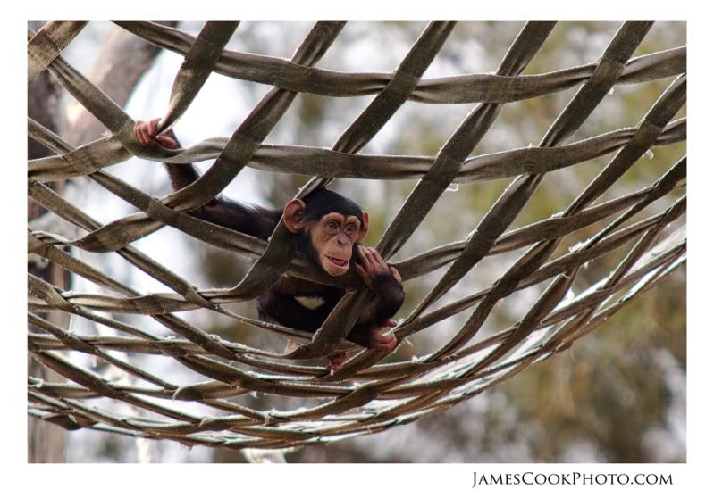 IMAGE: http://i139.photobucket.com/albums/q292/Capt_Jimmy/Wildlife/WILD_007web2.jpg