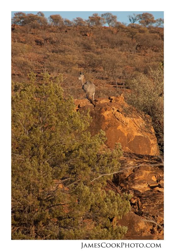 IMAGE: http://i139.photobucket.com/albums/q292/Capt_Jimmy/Wildlife/WILD_008web2.jpg