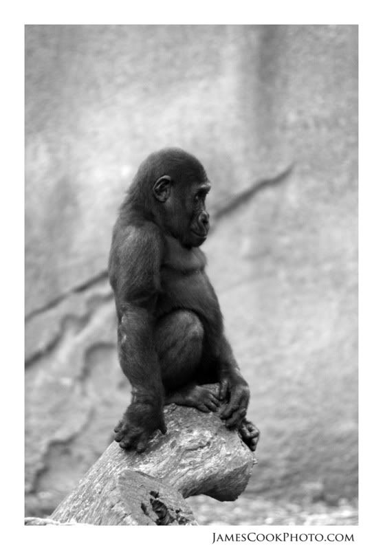 IMAGE: http://i139.photobucket.com/albums/q292/Capt_Jimmy/Wildlife/WILD_009web2.jpg