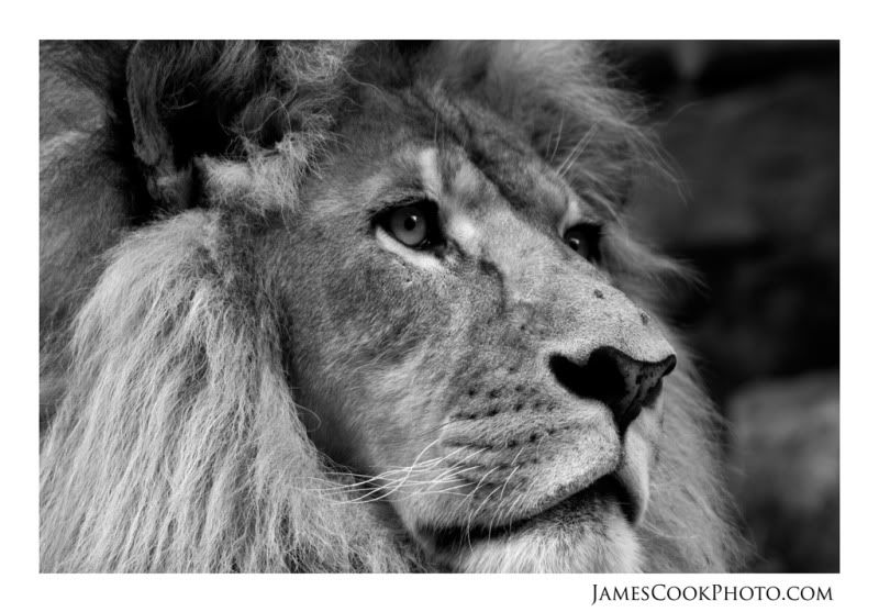 IMAGE: http://i139.photobucket.com/albums/q292/Capt_Jimmy/Wildlife/WILD_010web2.jpg