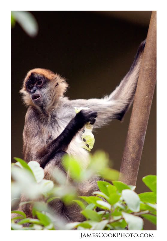 IMAGE: http://i139.photobucket.com/albums/q292/Capt_Jimmy/Wildlife/WILD_013web2.jpg