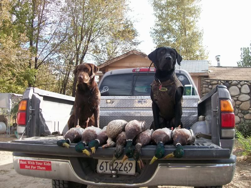 TAILGATE PIC California Duck Hunting