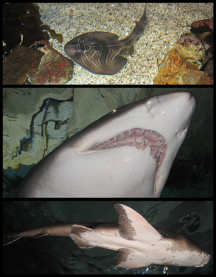 ZOMG sharks