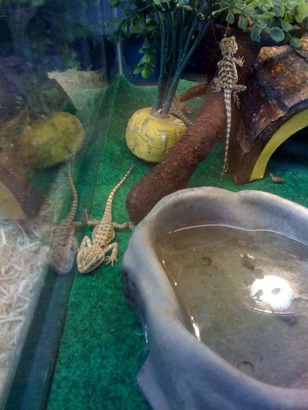 petsplus.jpg