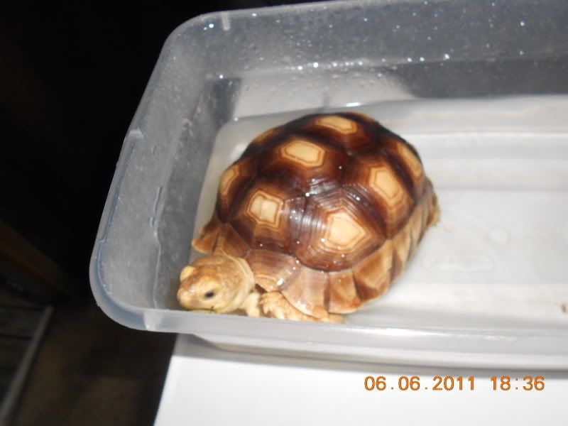tortoise013.jpg