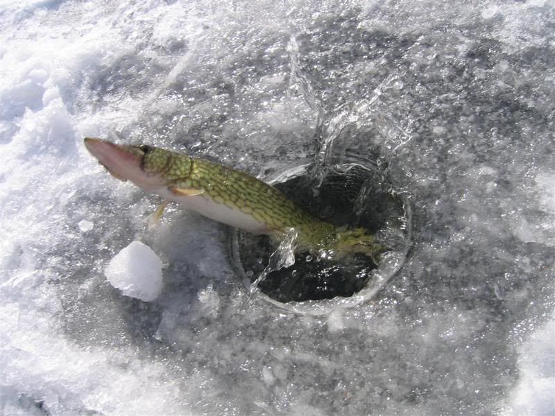 15LMB2-5-07.jpg