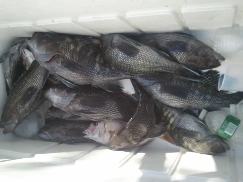 Seabass11-6-11.jpg