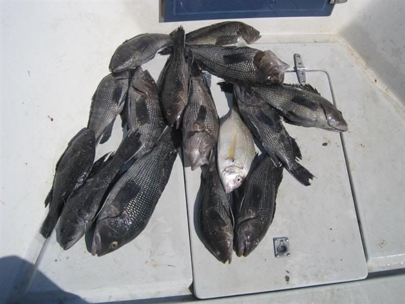 SeabassBI9-10-11.jpg