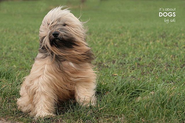 Hundeblog - Tibet Terrier Chiru als DogModel