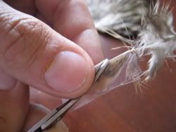 caddis3.jpg