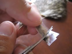 caddis5.jpg