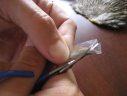 caddis6.jpg