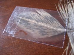 caddis7.jpg