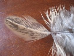 caddis8.jpg
