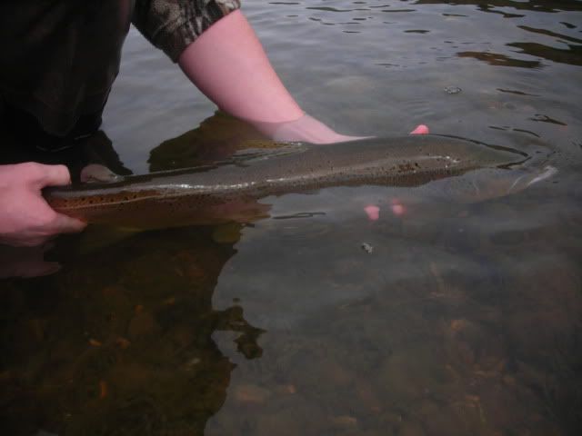 randall24inchbrown011.jpg