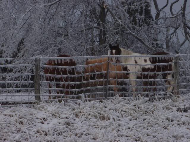 wintericestorm1-29-09283.jpg