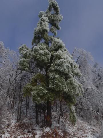 wintericestorm1-29-09287.jpg
