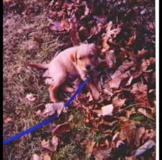 Dooley in the leaves