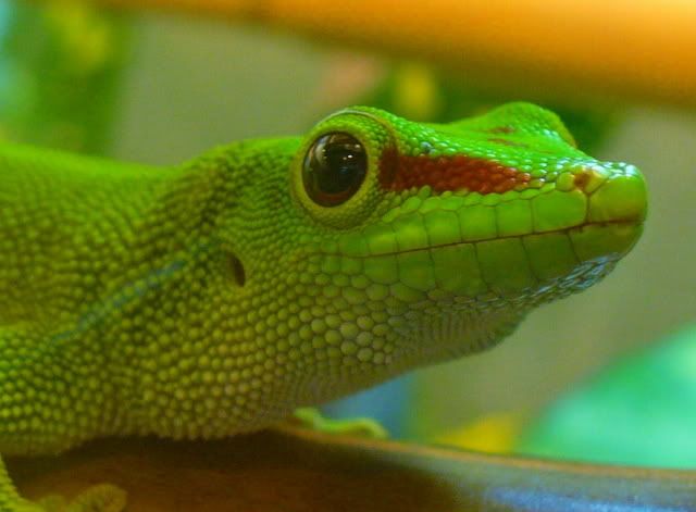 Phelsuma1.jpg