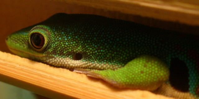 Phelsuma2.jpg
