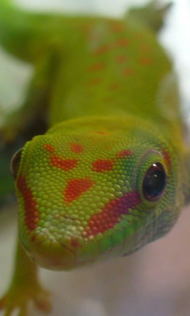 Phelsuma4.jpg