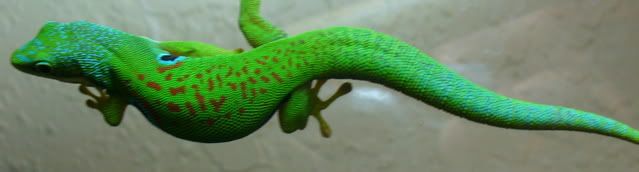 Phelsuma5.jpg