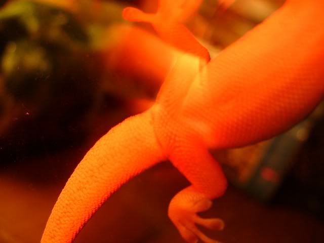 cheechfemoral.jpg