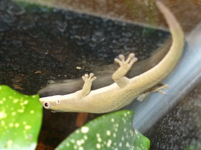 cheechrs-1.jpg