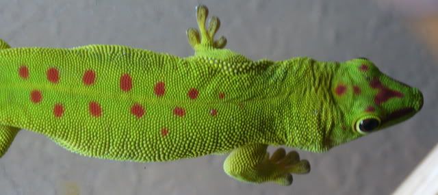 male1.jpg