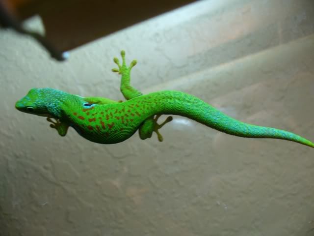 nicepeacock.jpg