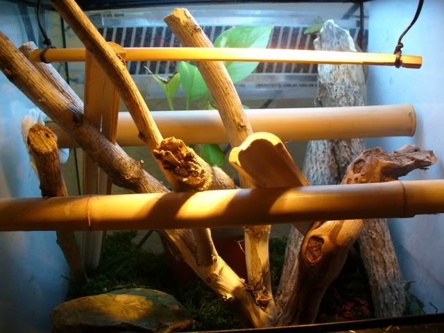 tropicalvivarium.jpg