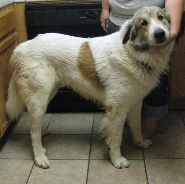 Badger Great Pyrenees