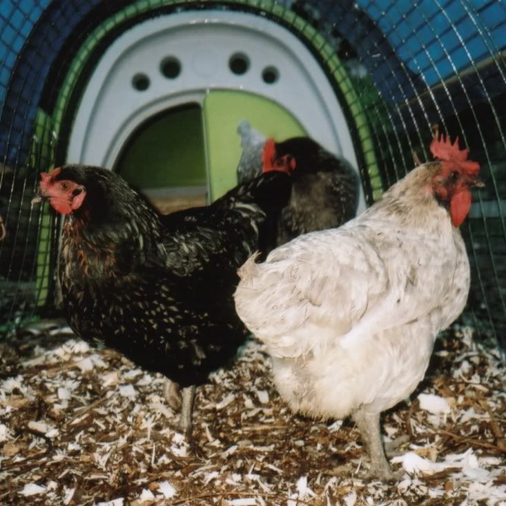 3hens.jpg