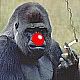 gorillaSmokingRedNose.jpg