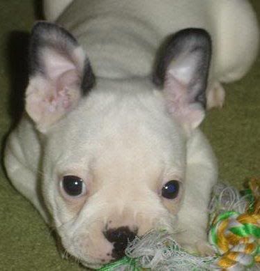 Albino Boston Terrier