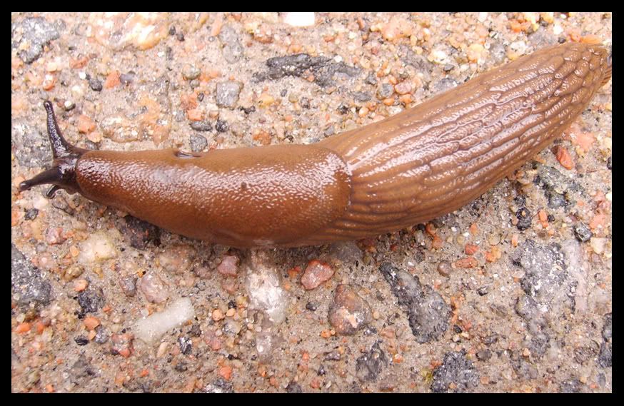 snail1.jpg