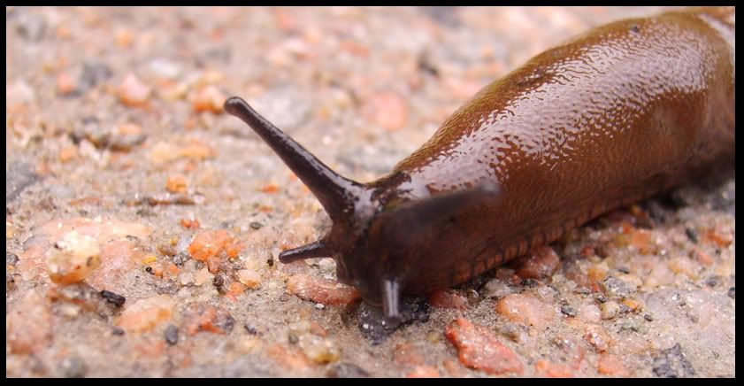 snail2.jpg
