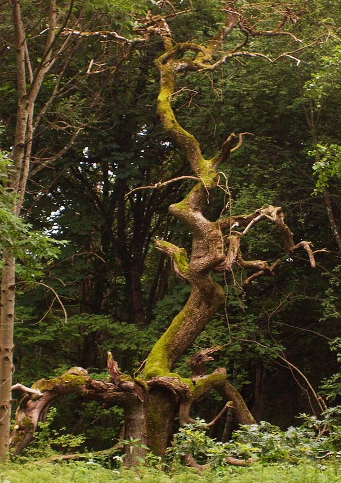 tree1.jpg