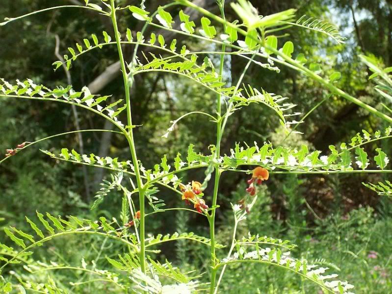 Sesbania Drummondii