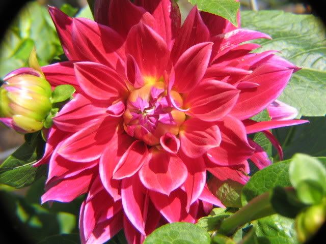 Photo Sharing and Video Hosting at Photobucket