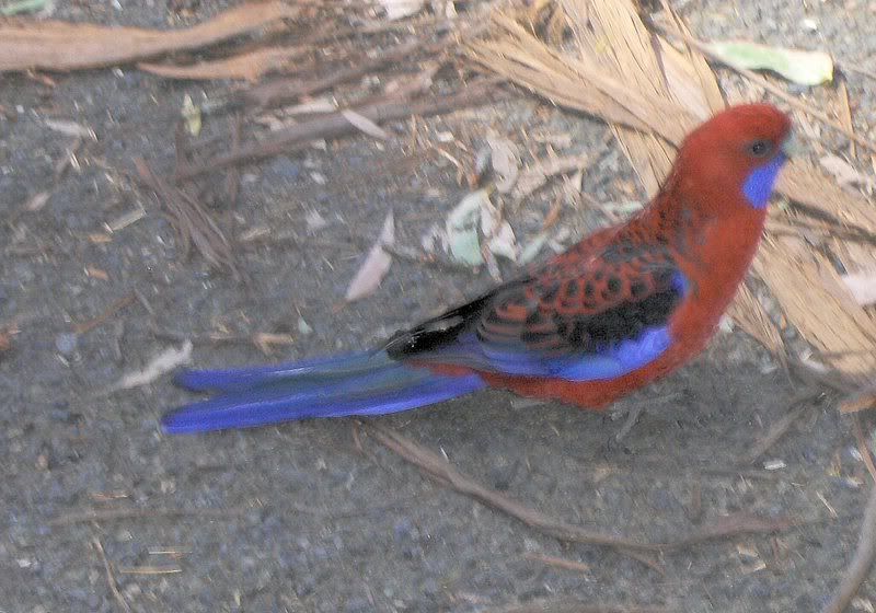 HPIM0150.jpg one of the lovely birds you see in Australia image by kblsalter