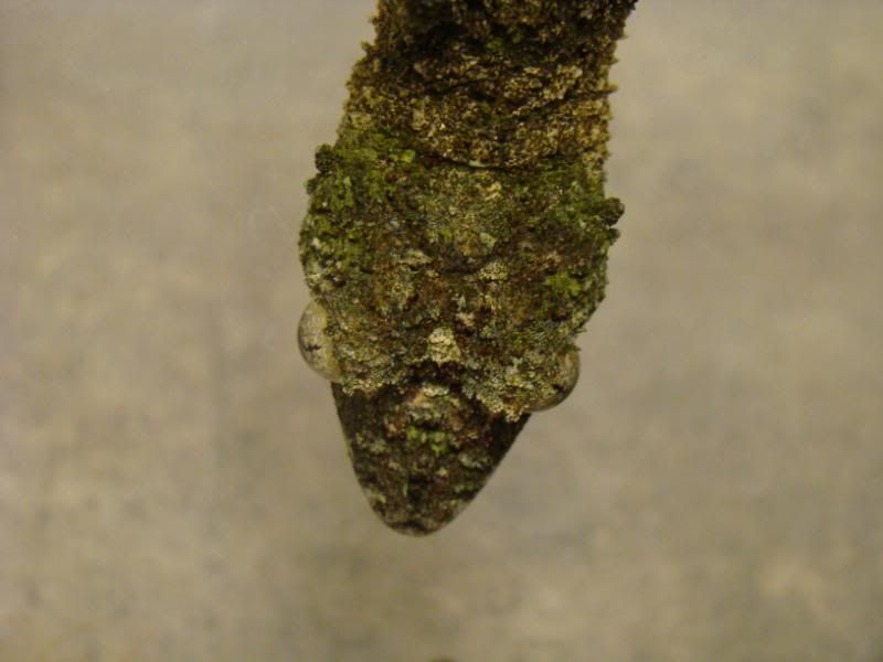 DSC00237-1.jpg