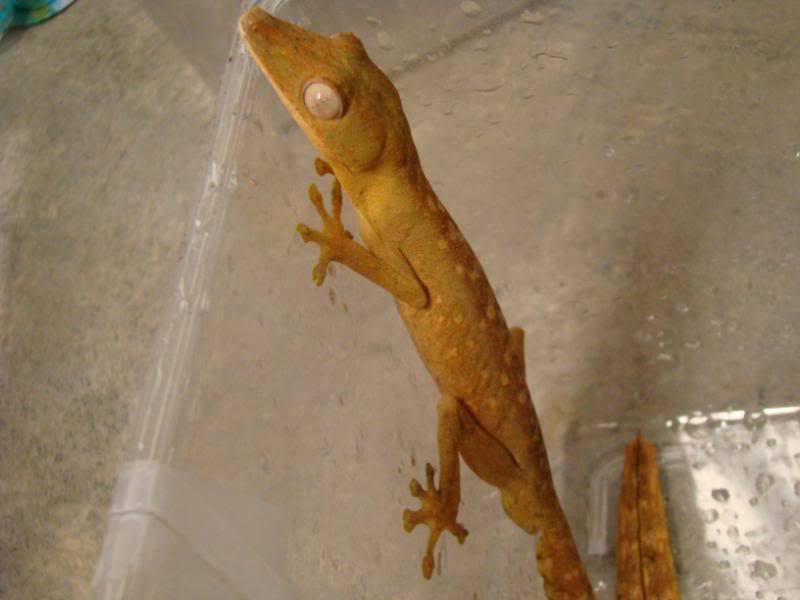 DSC00265-1.jpg