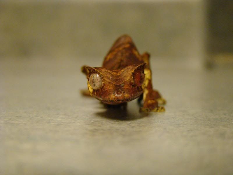 DSC01585.jpg
