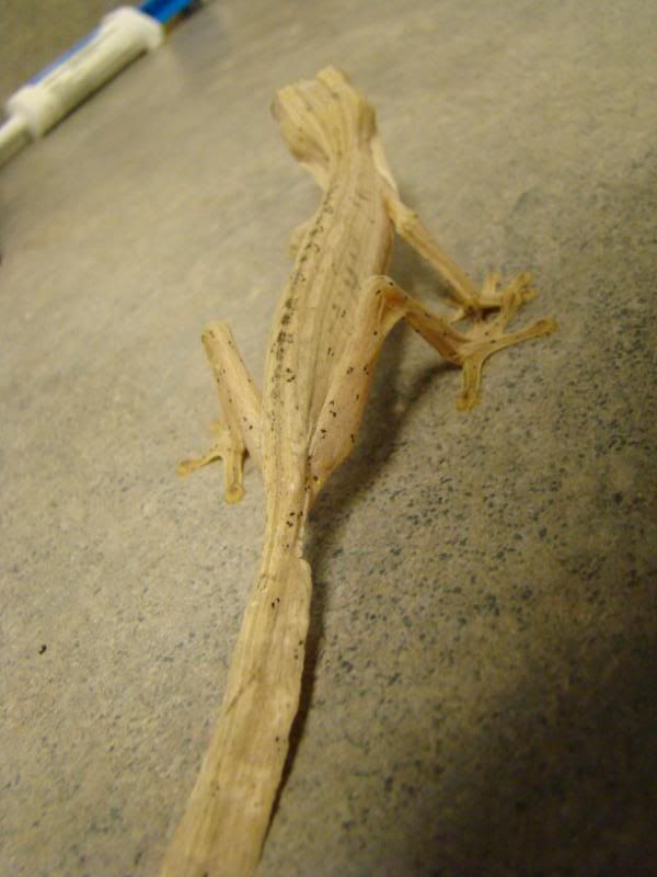 DSC02080.jpg