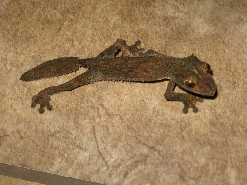 femalemossy3.jpg