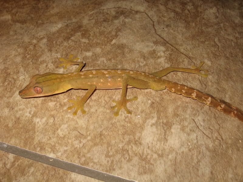 malelineatus.jpg